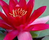 Lotus Flower